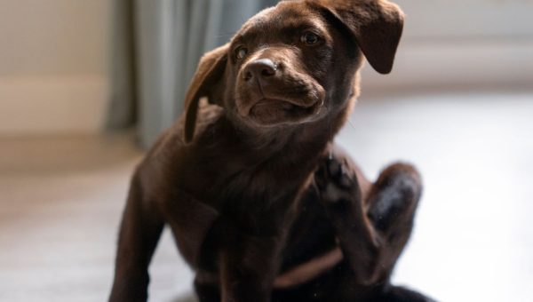 Dog scratching because of allergies