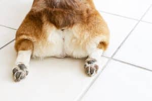 Dog anal glands and butt