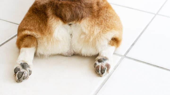 Vivid Dog Anus Gland Rupture Surgery Cost Wallpaper in 4K Vivid Dog Anus Gland Rupture Surgery Cost Wallpaper in 4K