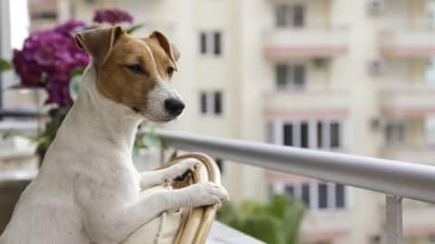 Dog looking out over apartment balcony