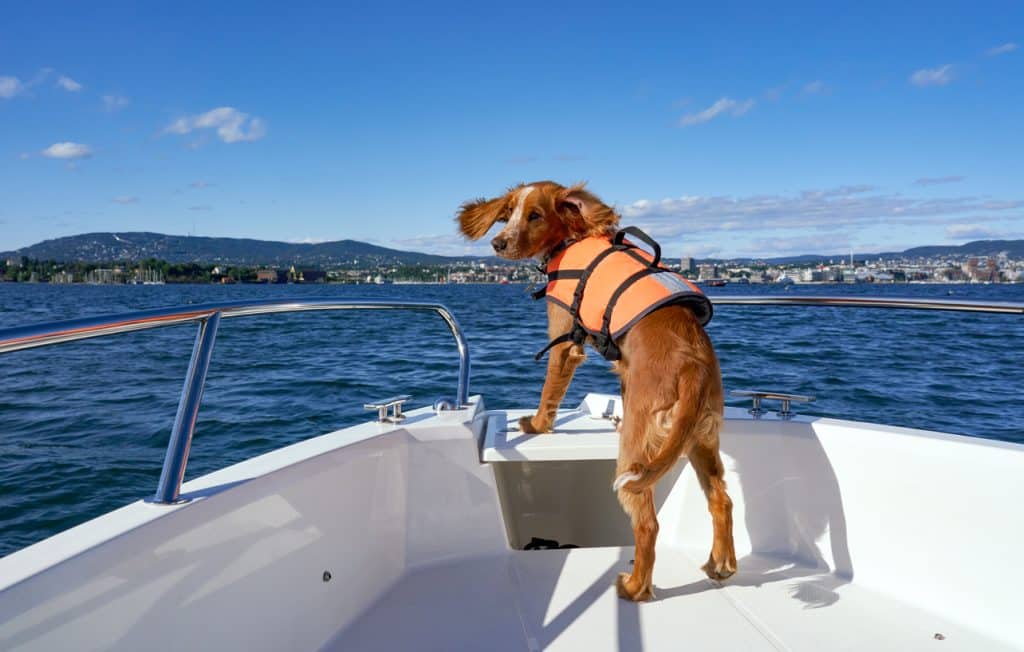 Working cocker puppy with life jacket on a small speedboat in front of Oslo coastline.