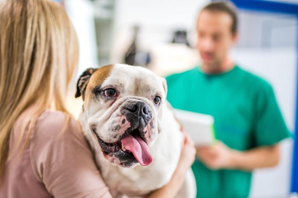 Dog getting parvo treatment at the vet