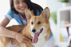 Dog with kennel cough at the vet