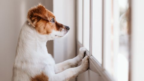 dog standing with paws up on window edge looking out
