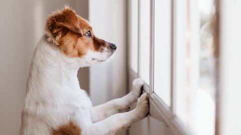Dog with paws up on window edge looking out
