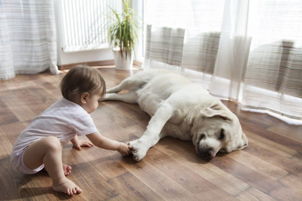 Dog and baby bonding with each other