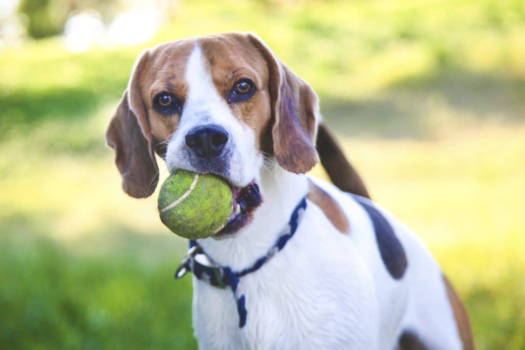 Jack Russel Terrier holding a tennis ball in nature