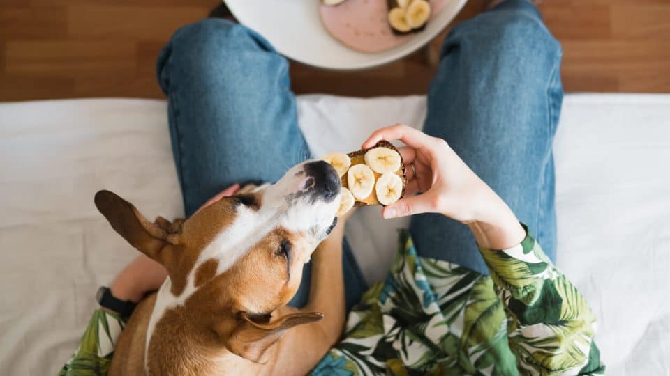 A dog sneaks a bite of banana from a banana peanut butter toast