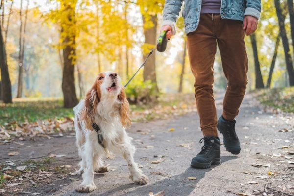 Dog barking during walk