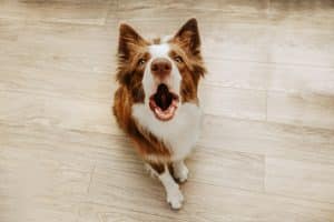 Border Collie barking at their owner for attention