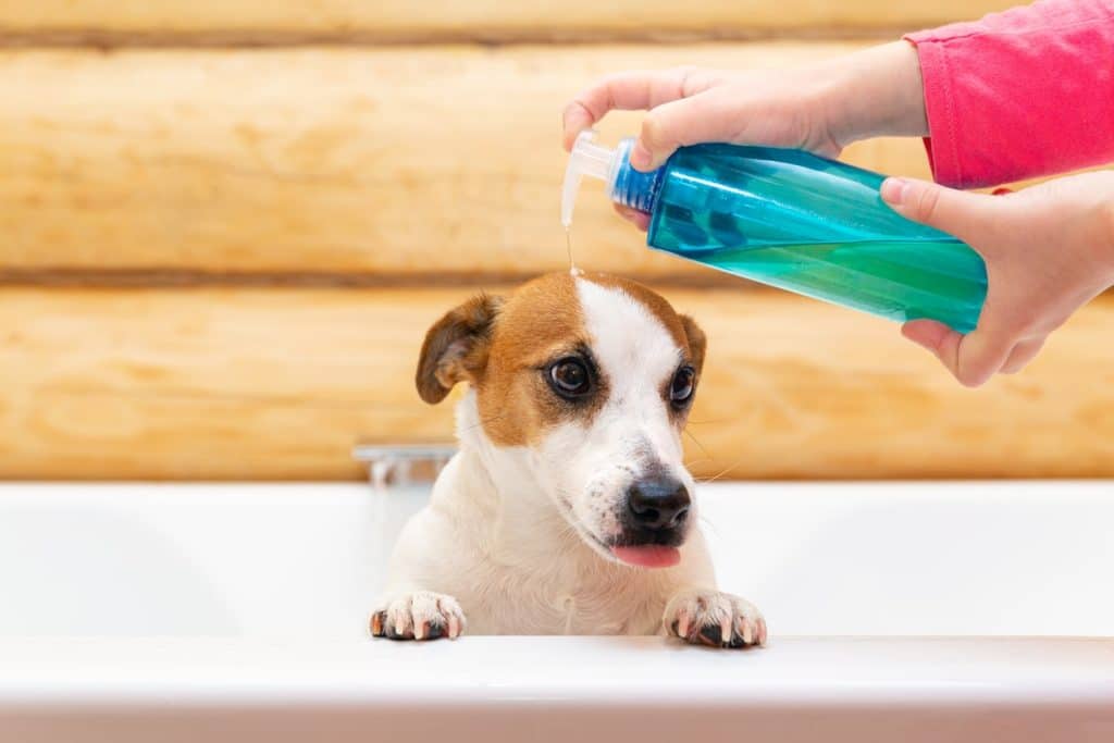 A woman using dog shampoo on her pup during a bath