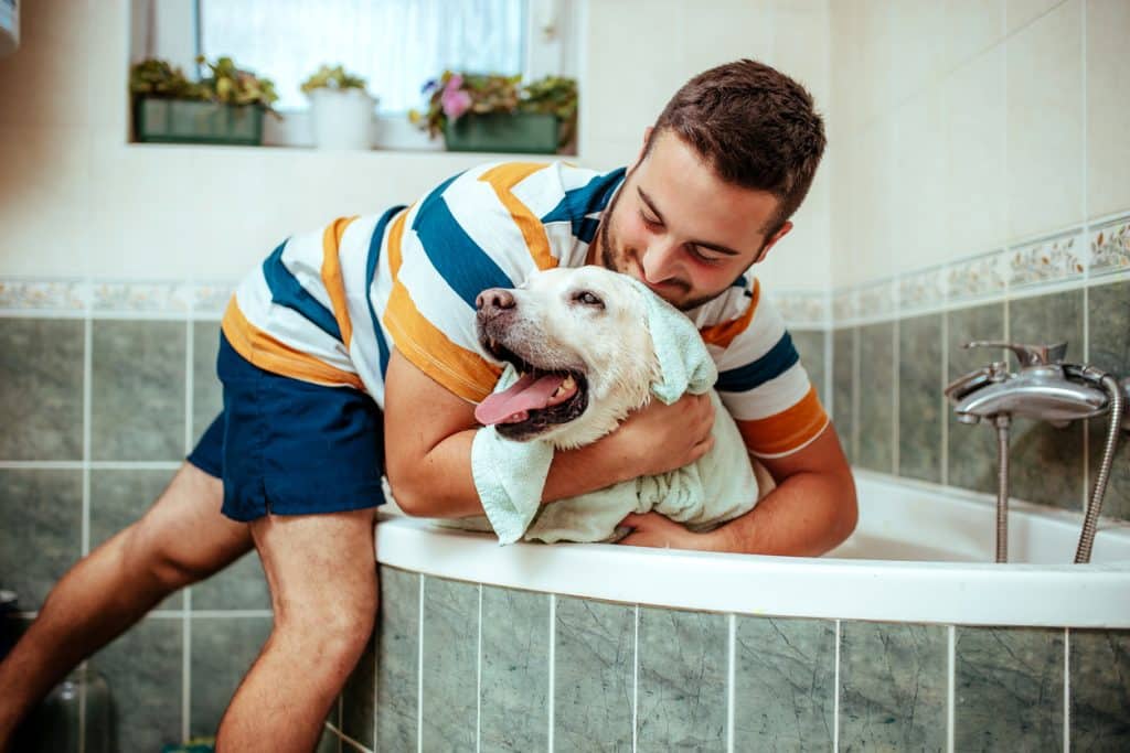 Dog, Taking a Bath, Washing, Animal Groomer, Pets