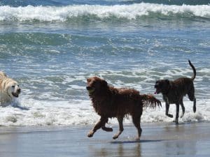 Dogs running on Ocean Beach in San Diego