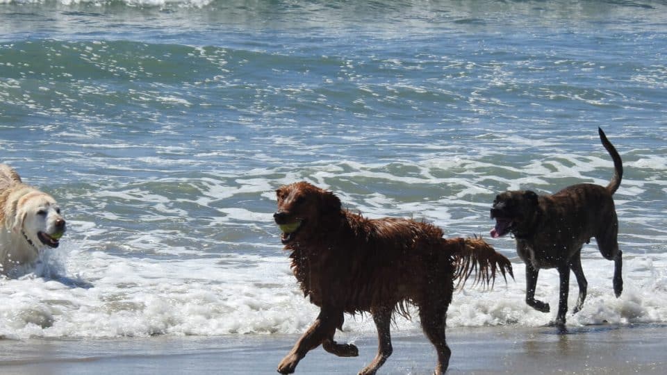 Dogs running on Ocean Beach in San Diego