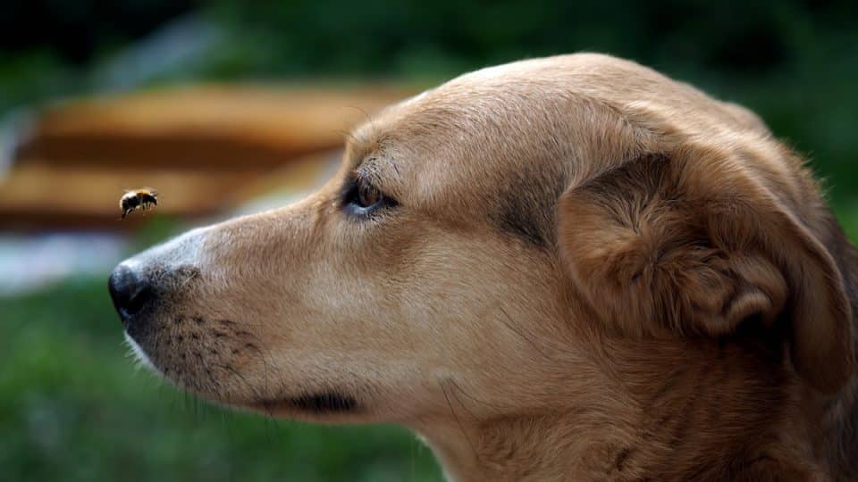 Dog watches bumble bee flying in front of nose