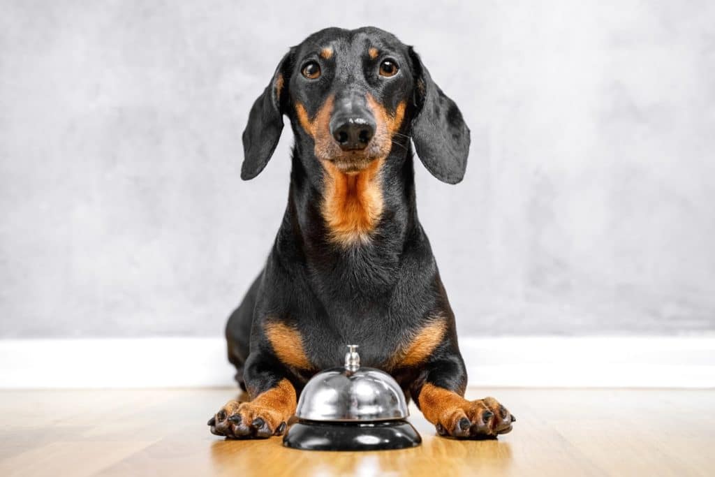Dog sitting with a bell during training