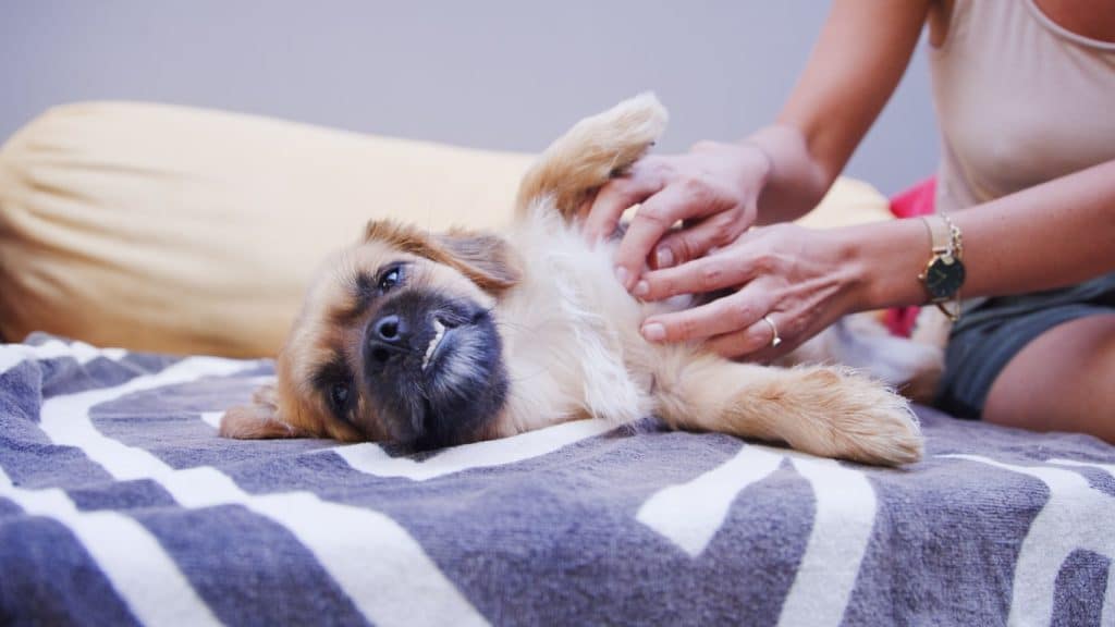 Pet parent rubbing dog's belly