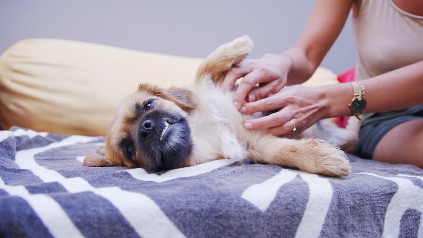 Why Do Dogs Like Belly Rubs?