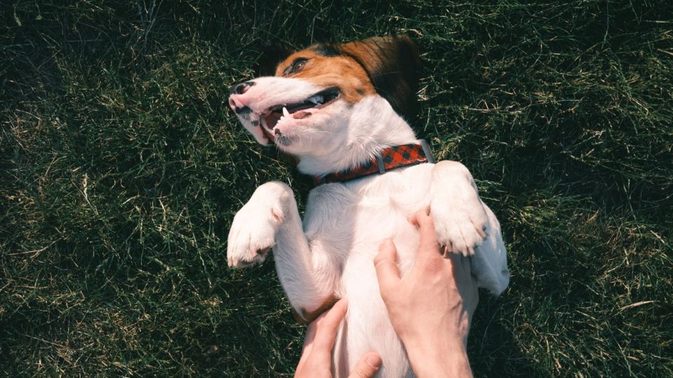 A dog in the grass enjoying belly rubs