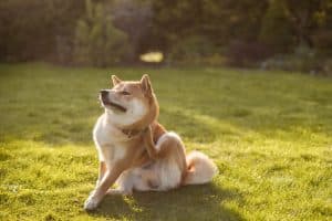 Shiba Inu sitting in grass scratching