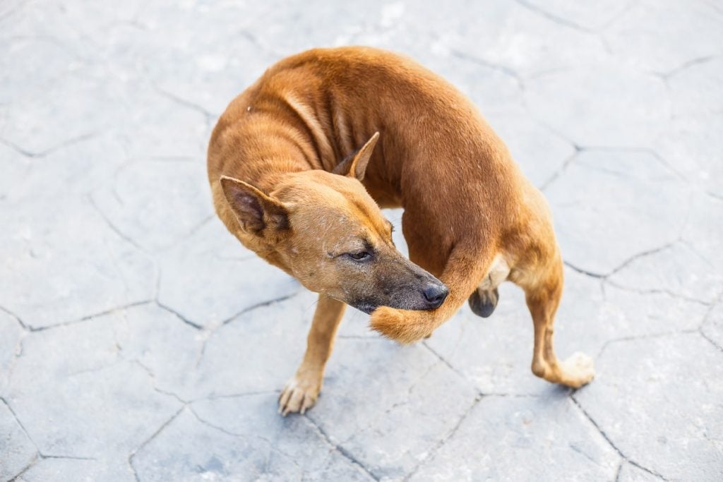 A dog chasing and biting their tail outside