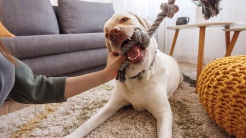 A happy dog biting a rope toy