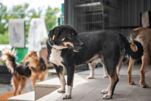 Dogs outside at dog boarding center