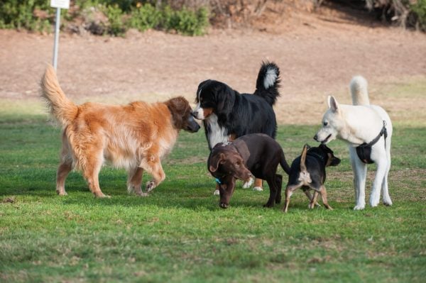Group of dogs playing outside