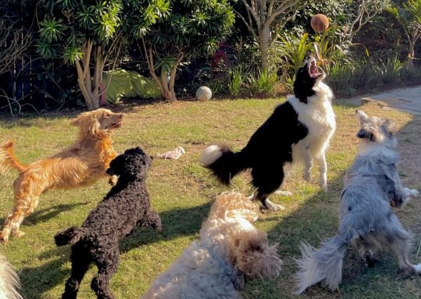 Group of dogs playing outside
