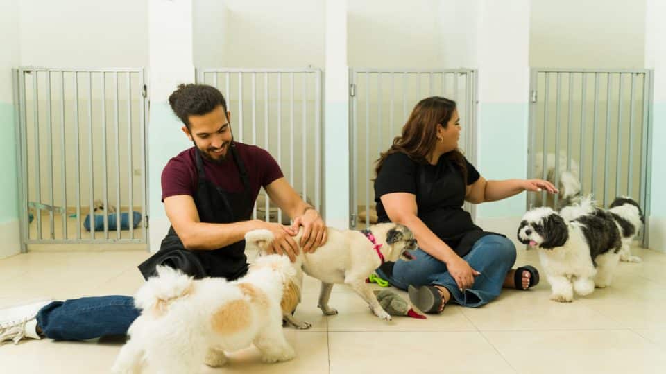 People playing with dogs at boarding facility