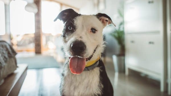 Happy mixed breed dog looking at camera in beautiful home