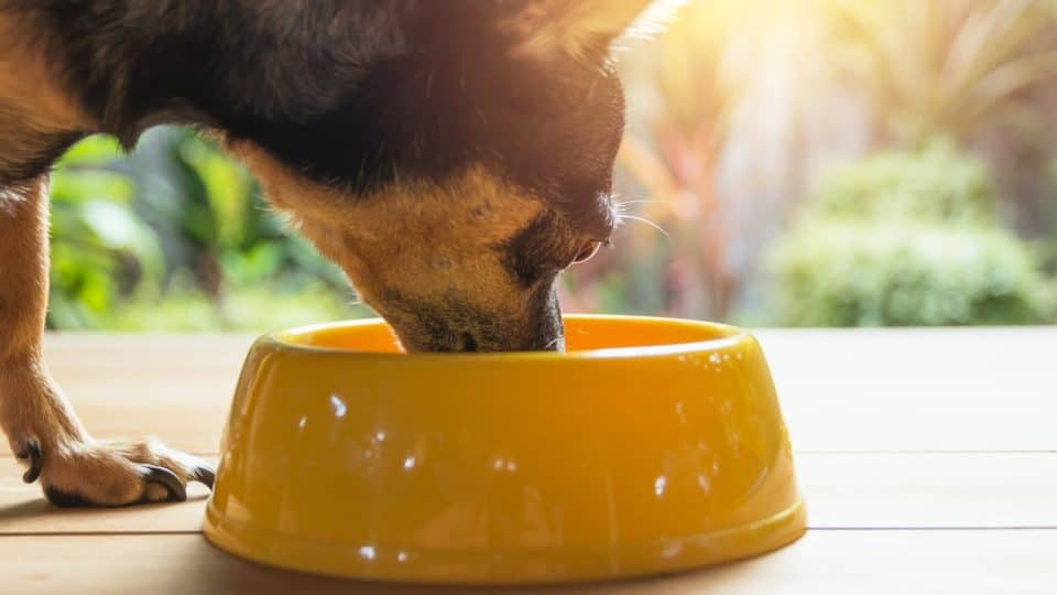 Dog drinking bone broth from a bowl