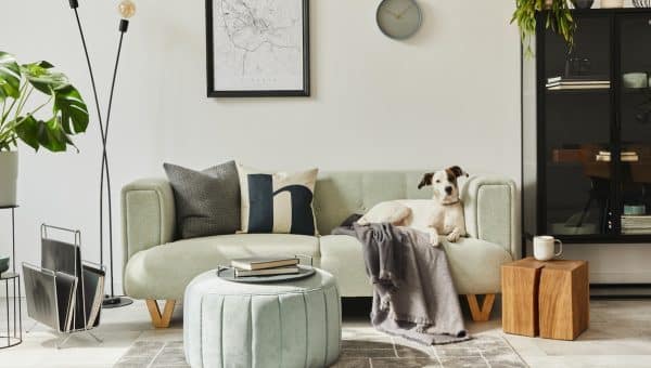 Dog laying on sofa in stylish apartment