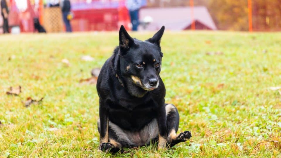 A dog scooting their butt on the ground