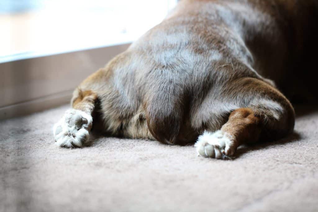 Dog scooting their butt on the rug