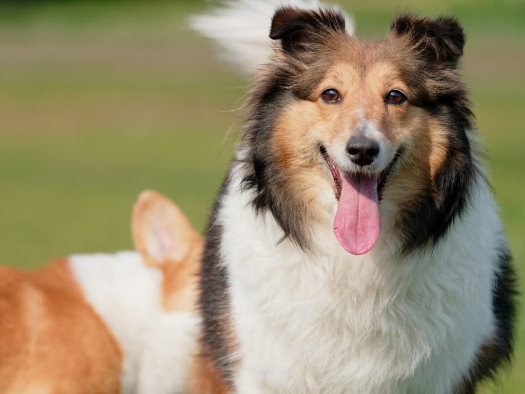 Dog, Shetland sheepdog, collie, standing on grass field with big smile face while a welsh corgi pembroke sniff her butt.