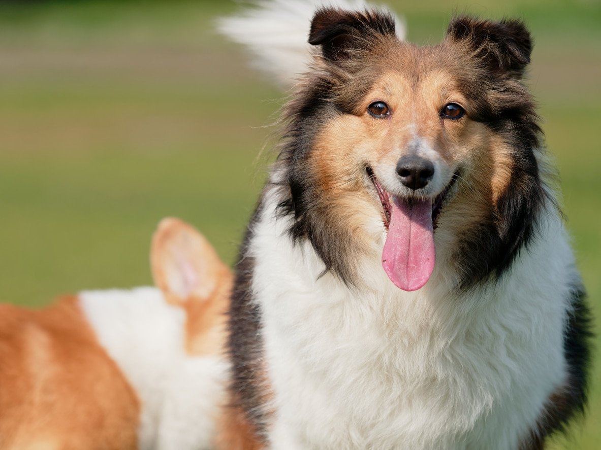 Border Collie Grooming