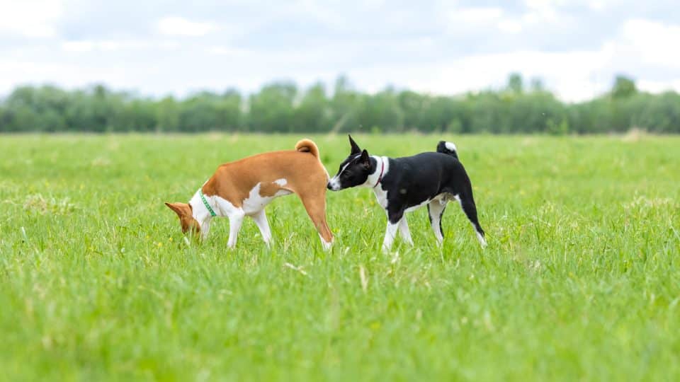 Black and white basenji dog sniffing a red and white basenji on a walk in a green field