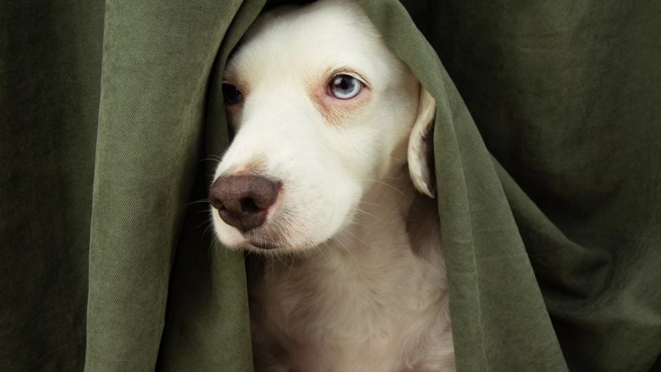 Dog using their calming signals