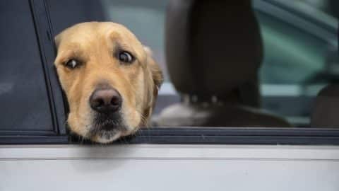 Worried golden retriever looks out of car window