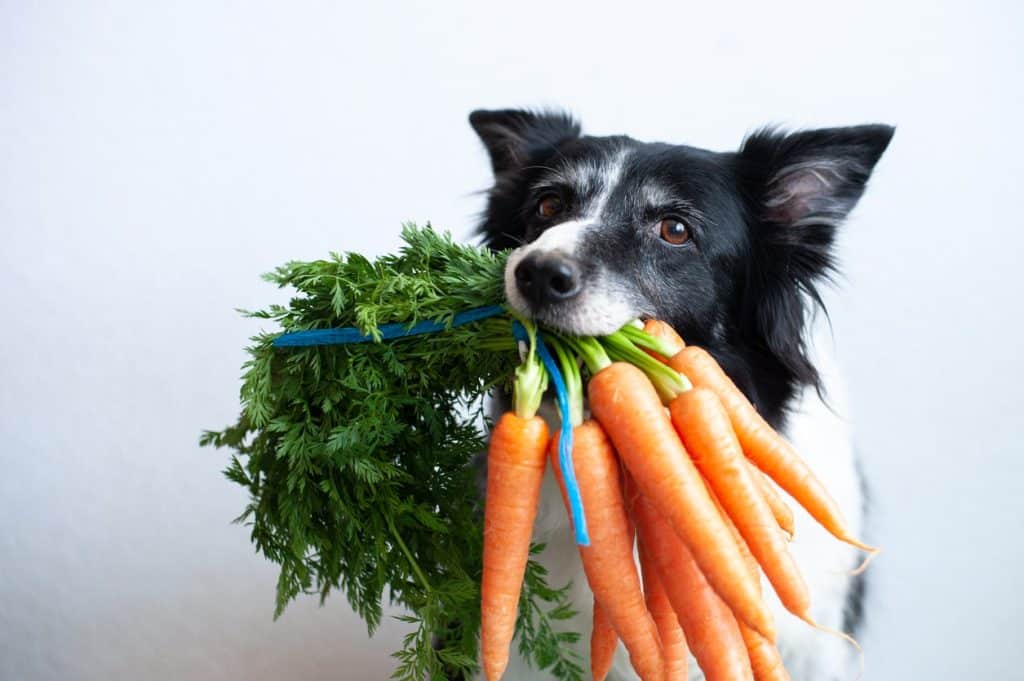 A cute dog with carrots