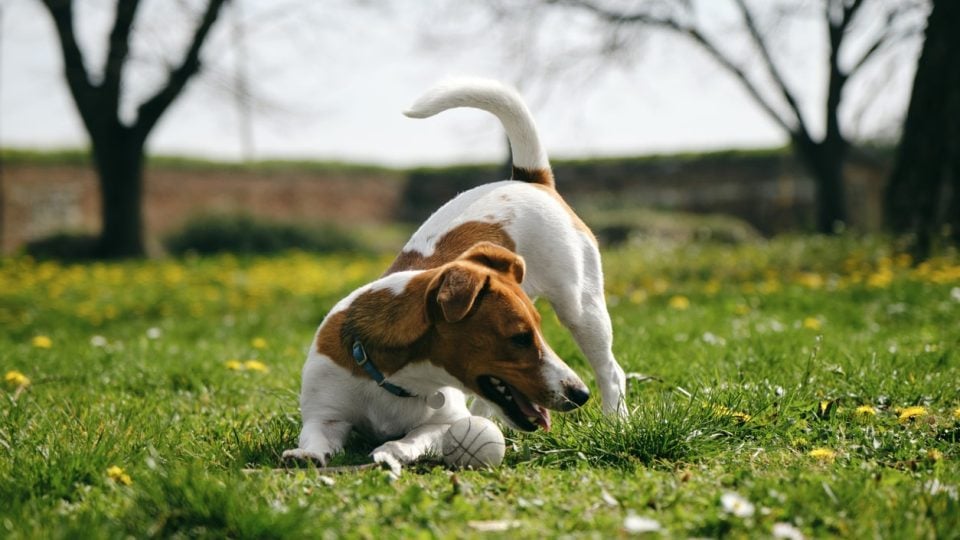 Beagle raising and chasing their tail