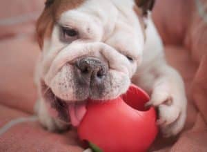 Bulldog chewing on a toy instead of eating dirt
