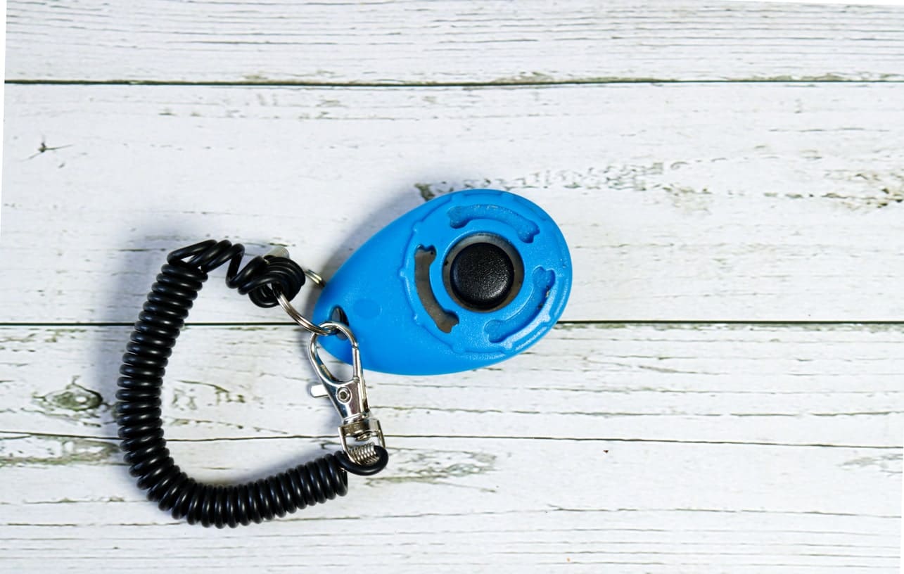 How to Use a Clicker For Dog Training