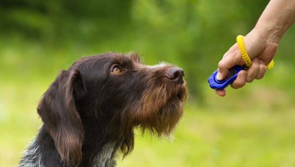 Clicker training a dog