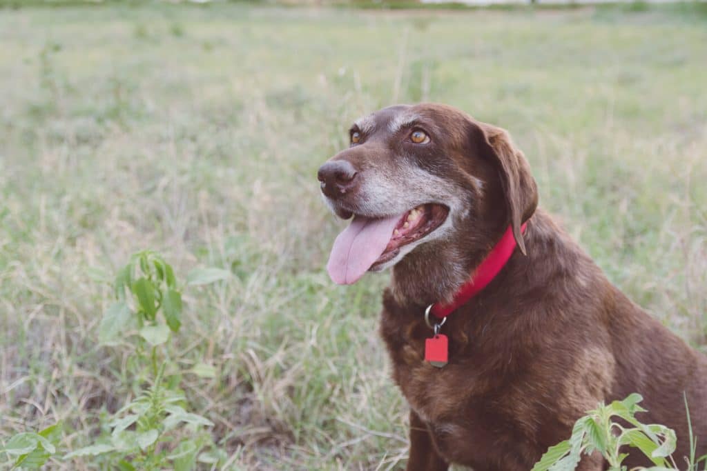 Senior chocolate Labrador Retriever with. cloudy eyes sits in grass