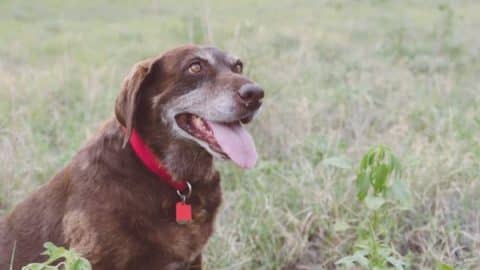 Senior chocolate Labrador Retriever with. cloudy eyes sits in grass