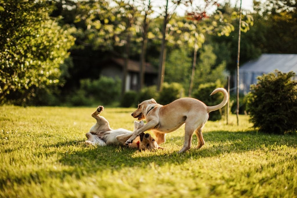Two dogs communicating calming signals