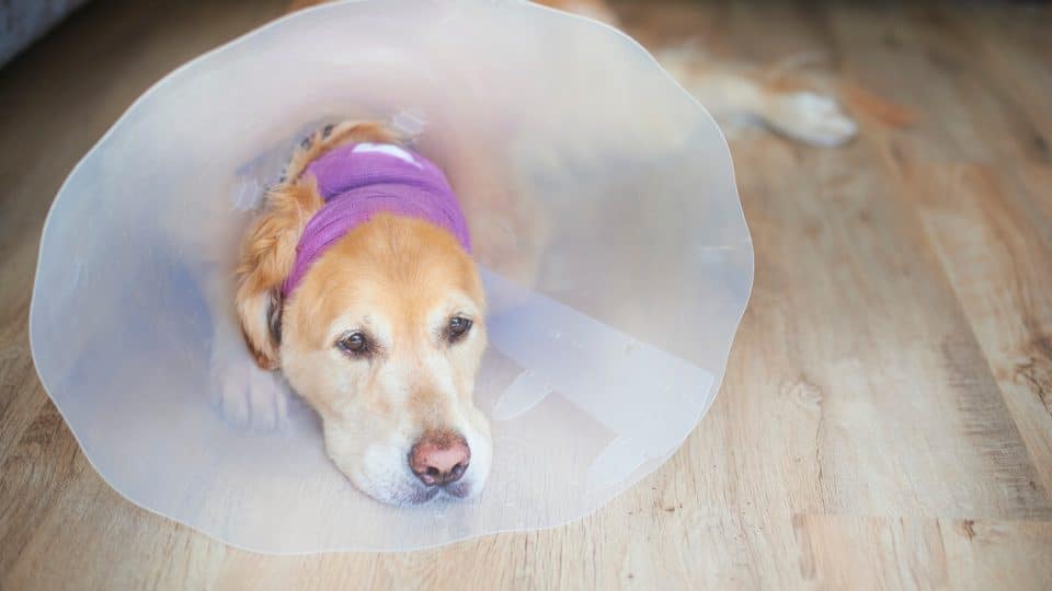 Dog with cone and bandage around their head