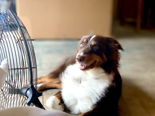 A panting dog sits in front of a fan